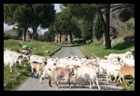 Via Appia Antica