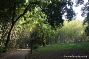 Bamboo grove of the botanical garden in Rome