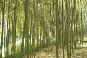 Photo de la bambouseraie du jardin botanique à Rome