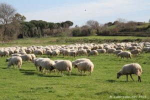 Photo du Parc de la Caffarella à Rome